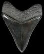 Sharp, Serrated, Megalodon Tooth - Georgia #52458-2